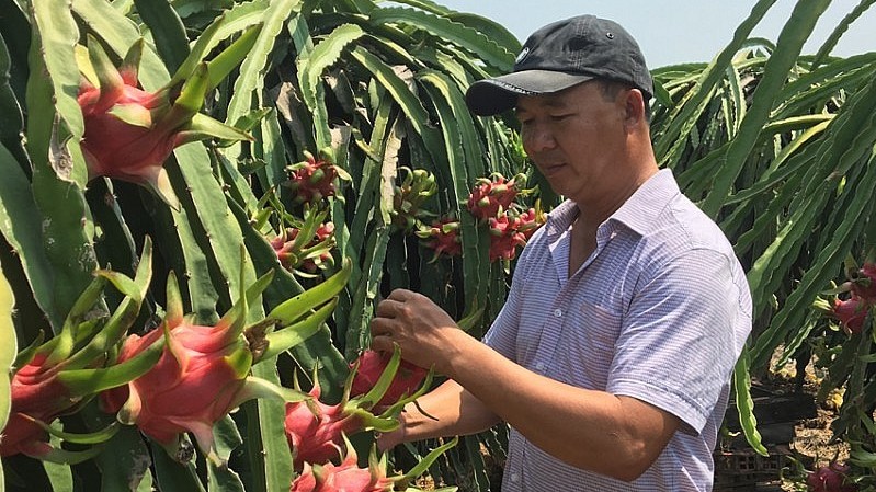 xuat khau ngay 27313 tan dung fta de thuc day nong san viet sang thi truong australia my giu ngoi vuong la thi truong xuat khau hang dau