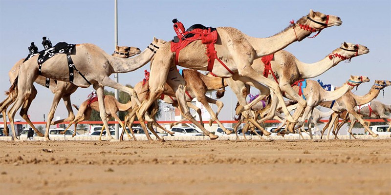 Nhân bản lạc đà: Nghề hot tại Trung Đông