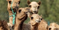 Nhân bản lạc đà: Nghề 'hot' tại Trung Đông