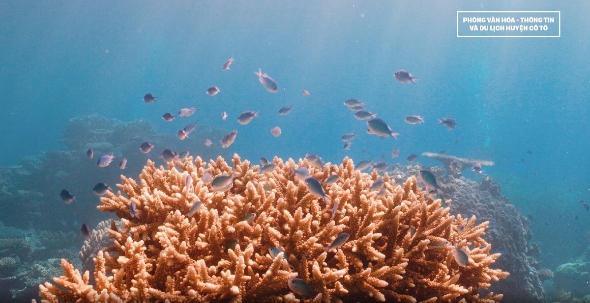 Khám phá đảo Thanh Lân – ‘Viên ngọc ẩn’ của Quảng Ninh Khám phá đảo Thanh Lân – ‘Viên ngọc ẩn’ của Quảng Ninh