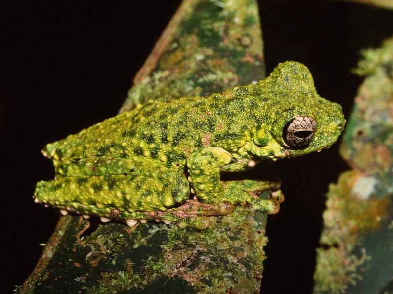 Các nhà nghiên cứu Australia phát hiện và đặt tên loài ếch cây mới