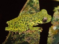 Các nhà nghiên cứu Australia phát hiện và đặt tên loài ếch cây mới