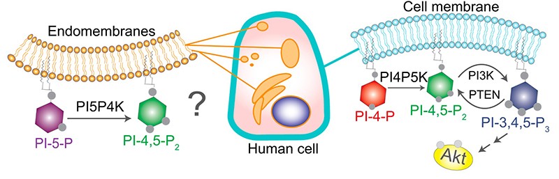 Đã tìm ra giải pháp điều trị ung thư tuyến tiền liệt