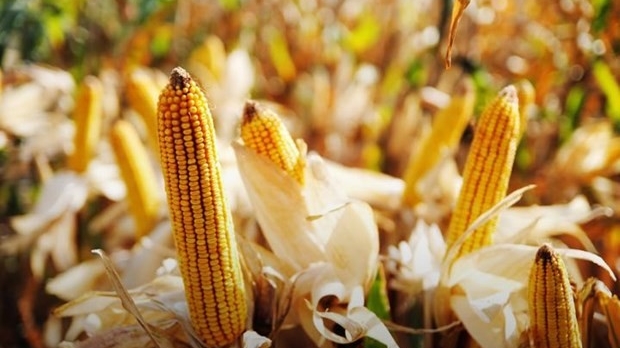 loat nong san ukraine doi mat voi han che cung ran tu eu ket qua chinh thuc se co trong ngay mai 94