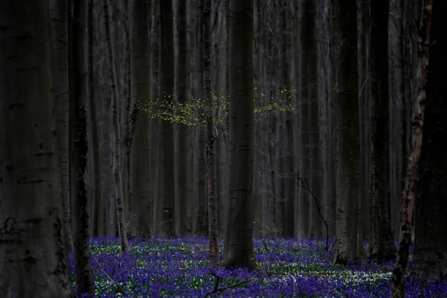 Ảnh ấn tượng tuần (17-23/4): Tổng thống Nga Putin thị sát Kherson, tương lai của Ukraine là thành viên NATO, Moscow-Bắc Kinh 'kề vai sát cánh'