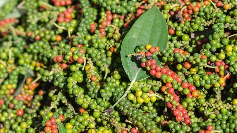 gia tieu hom nay 332024 ky vong gia tiep tuc tang cung co tam ly tru hang nong dan tin vao chu ky di len cua thi truong