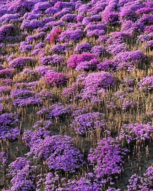 Nhật Bản: Cánh đồng hoa