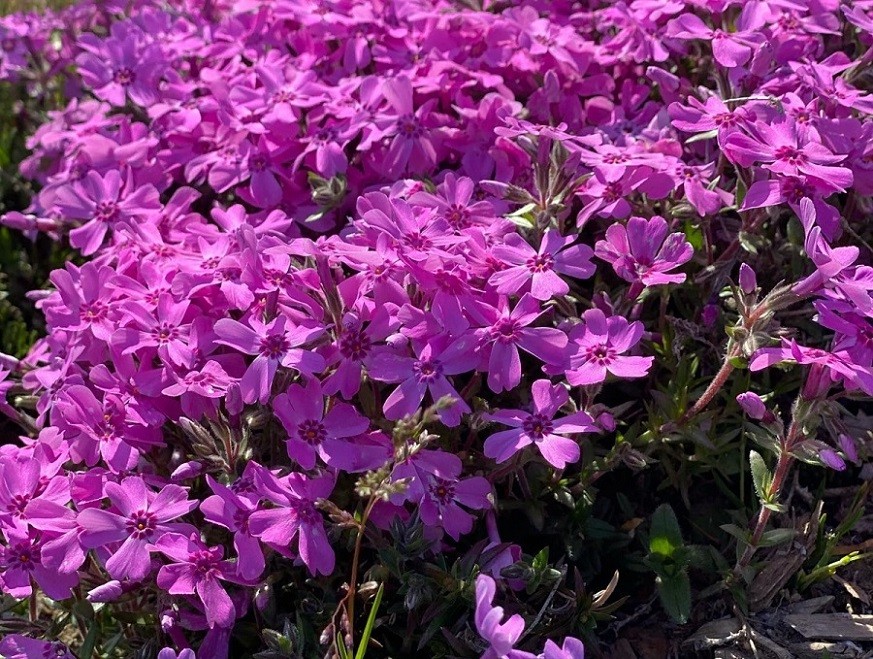 Nhật Bản: Cánh đồng hoa