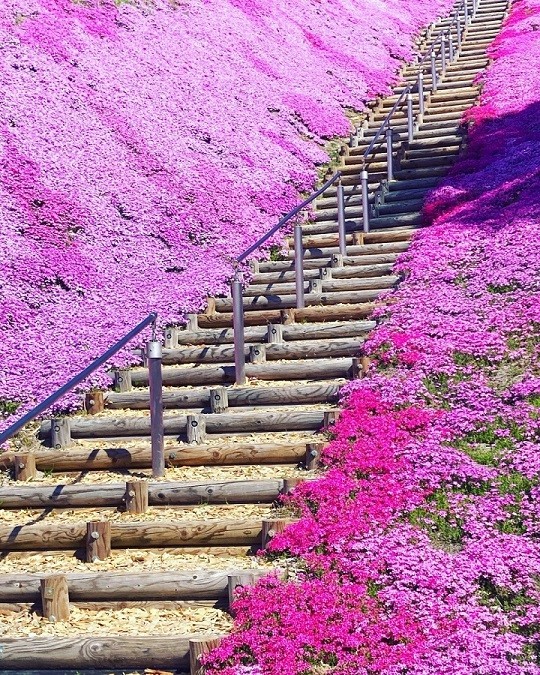 Nhật Bản: Cánh đồng hoa