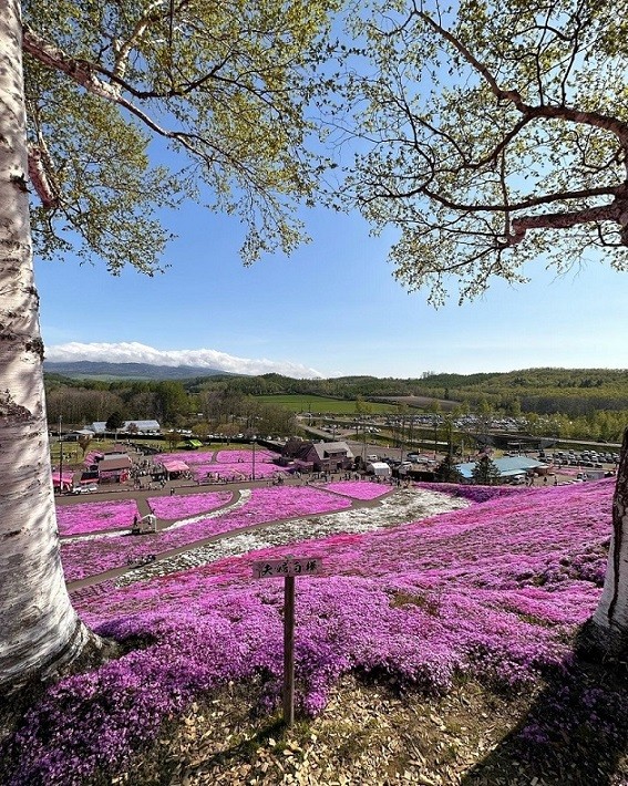 Nhật Bản: Cánh đồng hoa