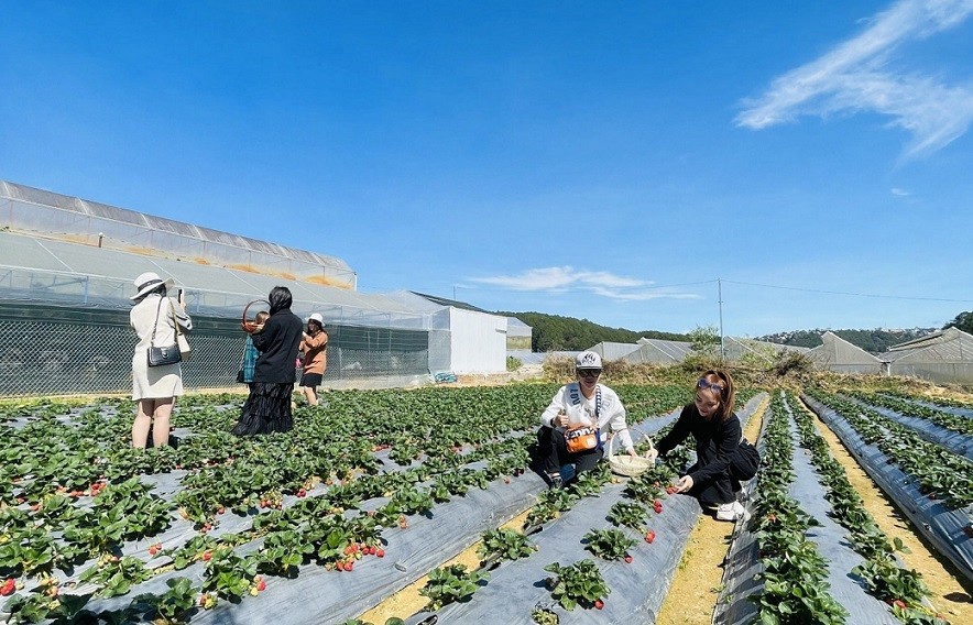 du lich nong nghiep suc bat moi cho nganh du lich tinh thua thien hue