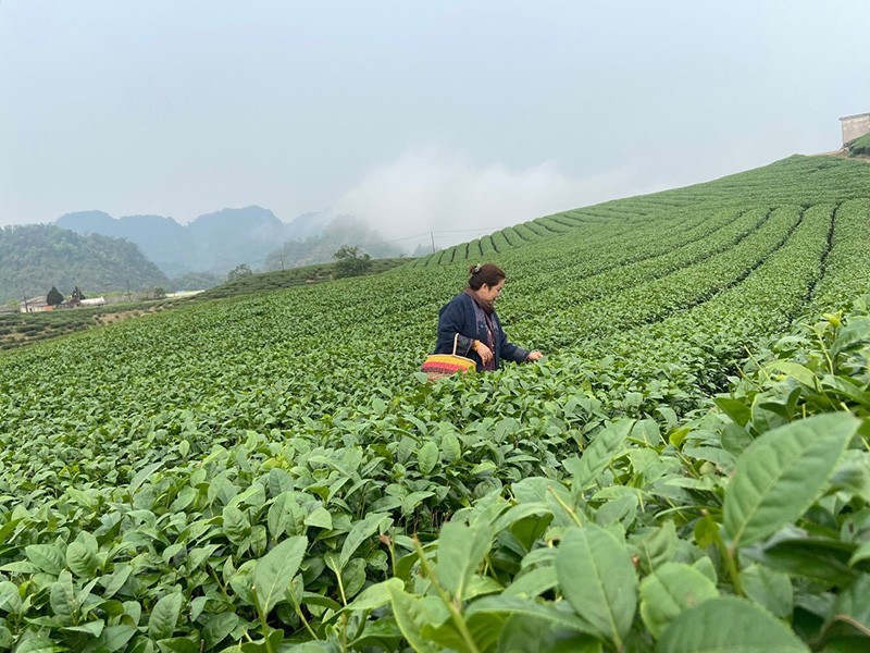 Trà sư Ngô Thị Thanh Tâm chăm sóc trên vùng nguyên liệu chè.