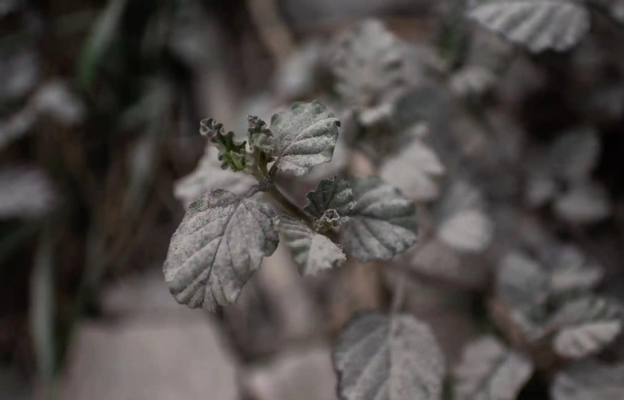 Hàng triệu người dân Mexico bị ảnh hưởng bởi vụ núi lửa phun trào Hàng triệu người dân Mexico bị ảnh hưởng bởi vụ núi lửa phun trào