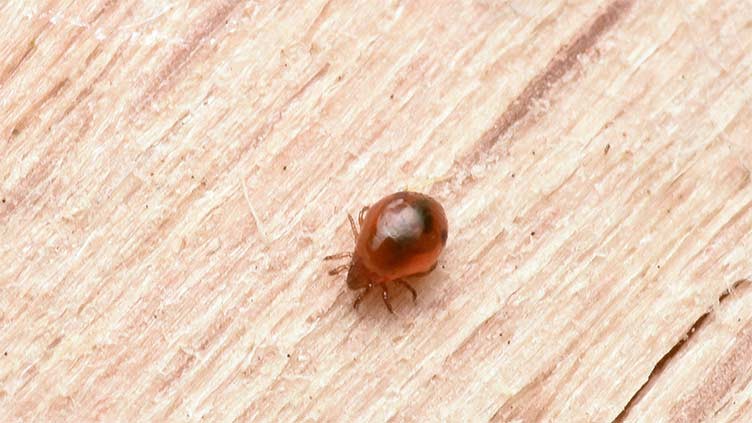 Loài ve oribatid khẳng định danh hiệu sinh vật khỏe nhất Trái đất dù kích thước siêu nhỏ