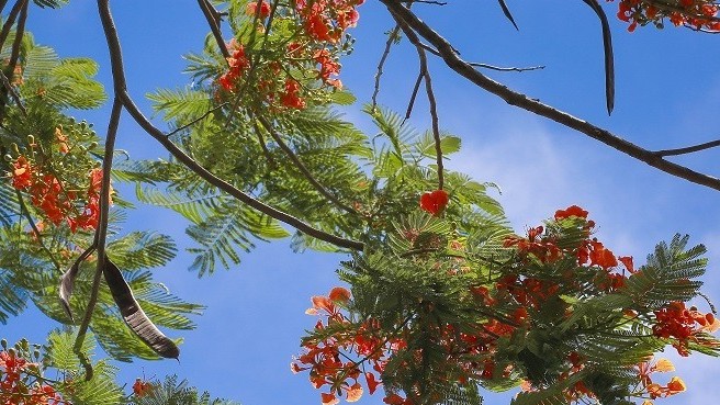 Dự báo thời tiết kỳ thi vào lớp 10 khu vực Hà Nội (9-12/6): Nền nhiệt cao nhất từ 30-34 độ C, có lúc mưa rào, giông; ngày 11/6 không mưa