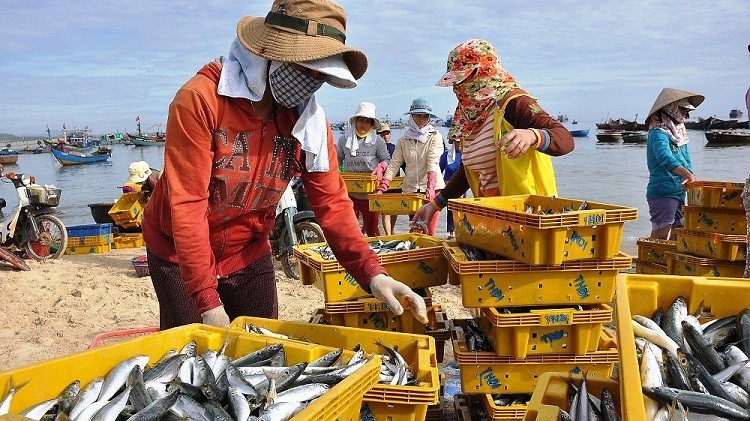 xuat khau ngay 596 vuong the vang nganh thuy hai san van gap kho gan 100 tan vai thieu cap ben cac thi truong gia tri cao