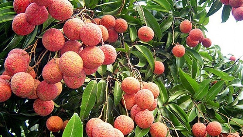 7 thang dau nam 2023 kim ngach xuat khau hang hoa giam 106