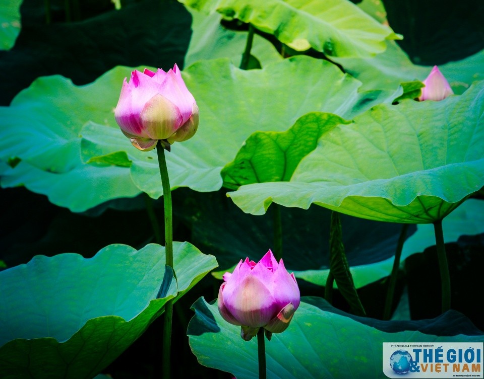 Dự báo thời tiết đêm nay và ngày mai (21-22/6): Bắc Bộ, Trung Bộ nắng nóng và nắng nóng gay gắt; riêng Bắc miền Trung nắng nóng đặc biệt gay gắt trên