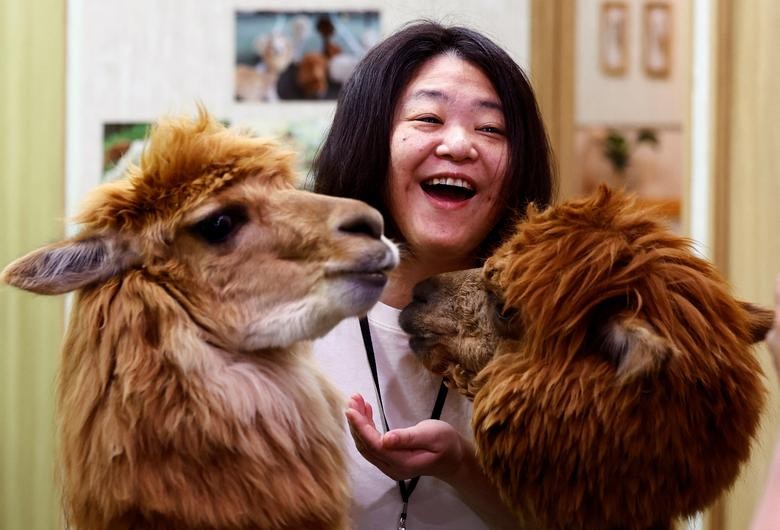 Bên trong vườn thú lạc đà alpaca ở Tokyo Bên trong vườn thú lạc đà alpaca ở Tokyo
