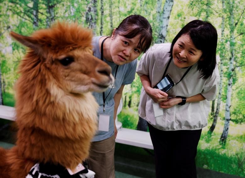 Bên trong vườn thú lạc đà alpaca ở Tokyo Bên trong vườn thú lạc đà alpaca ở Tokyo