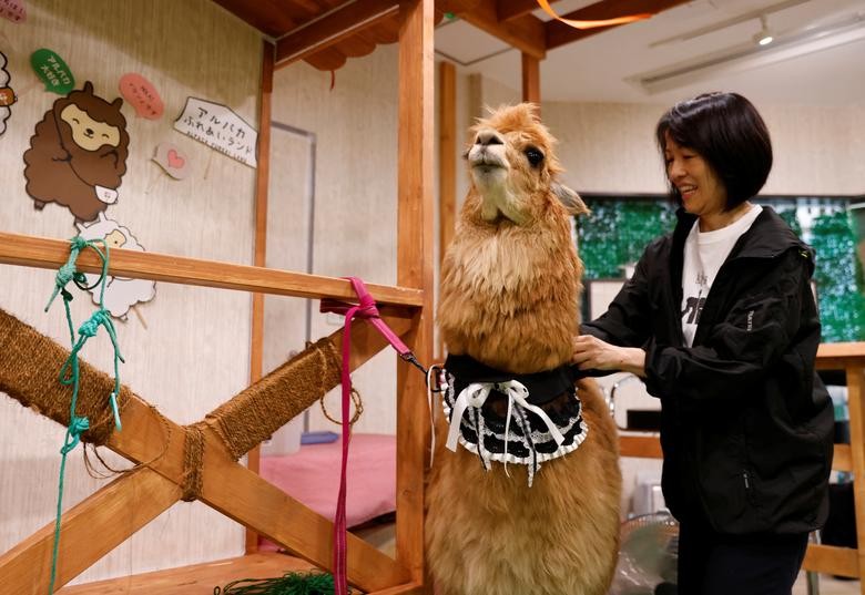 Bên trong vườn thú lạc đà alpaca ở Tokyo Bên trong vườn thú lạc đà alpaca ở Tokyo