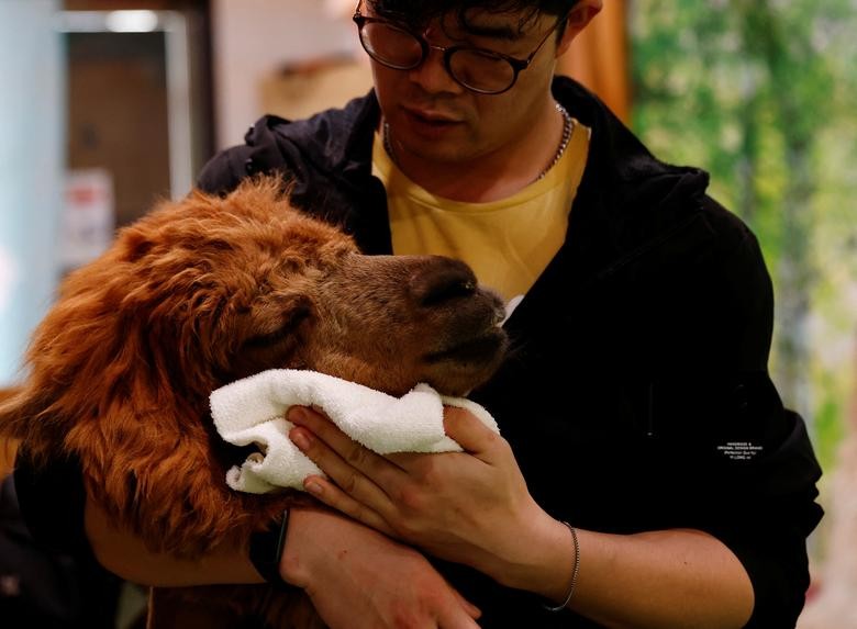 Bên trong vườn thú lạc đà alpaca ở Tokyo Bên trong vườn thú lạc đà alpaca ở Tokyo