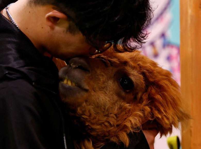 Bên trong vườn thú lạc đà alpaca ở Tokyo Bên trong vườn thú lạc đà alpaca ở Tokyo