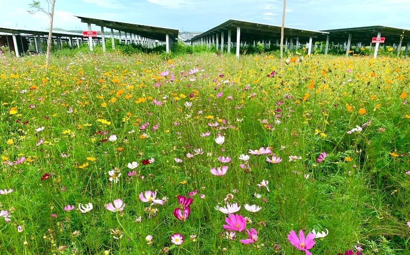 “Tôi đã thấy hoa vàng, cỏ xanh” “Tôi đã thấy hoa vàng, cỏ xanh”