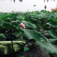 Cảnh báo mưa rào, lốc, sét và gió giật mạnh ở các tỉnh Bắc Bộ