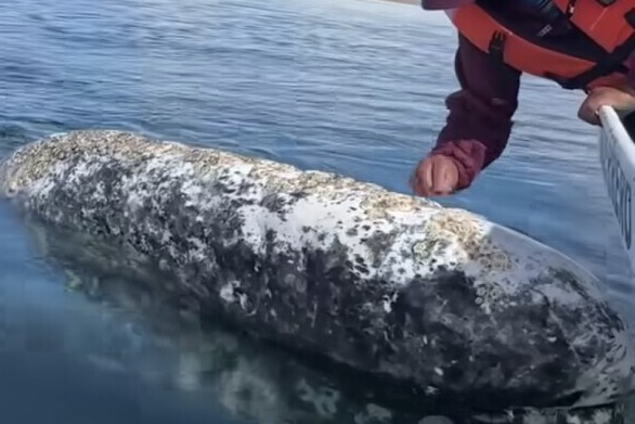 mexico ca voi xam khong lo nho du khach tren man thuyen bat ran