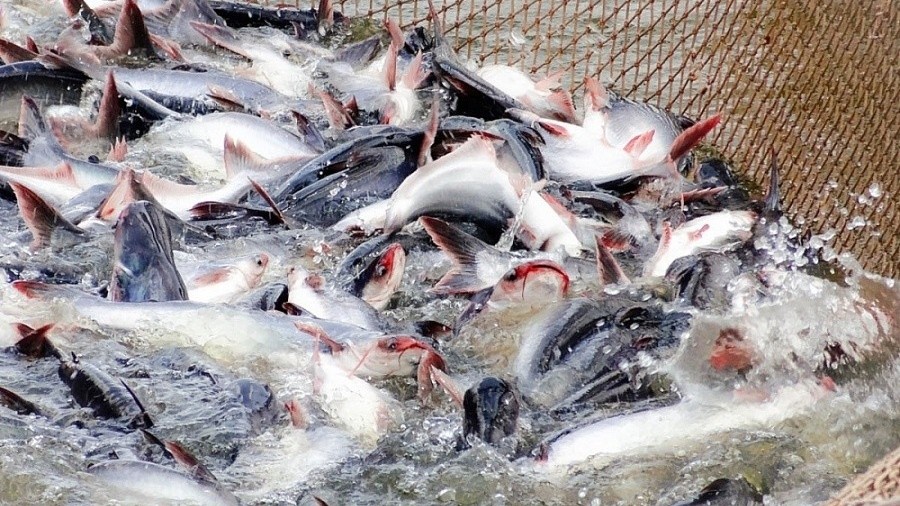 Xuất khẩu ngày 17-21/7: Xuất khẩu cá tra dần 'hồi sức'; Israel bãi bỏ thuế nhập khẩu, cơ hội cho sữa Việt