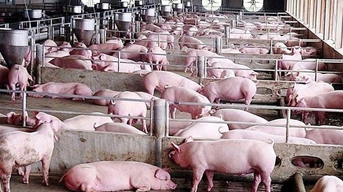 gia heo hoi hom nay 38 mien bac bien dong mien nam tuong doi on dinh