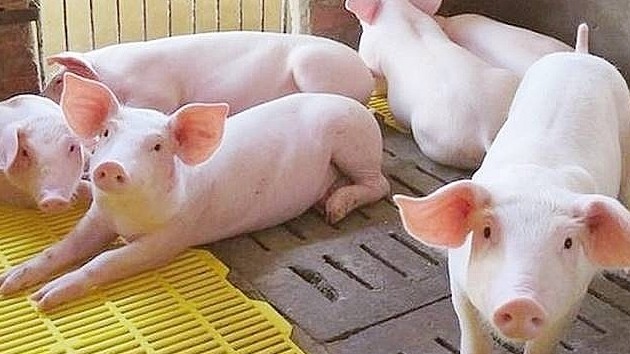 gia heo hoi hom nay 48 ca 3 mien deu di ngang