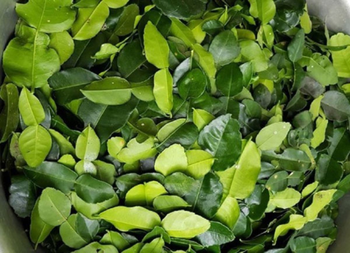 Một loại lá ở Việt Nam 'rẻ như cho', xuất sang nước ngoài có giá lên tới 8 triệu đồng/kg Một loại lá ở Việt Nam 'rẻ như cho', xuất sang nước ngoài có giá lên tới 8 triệu đồng/kg