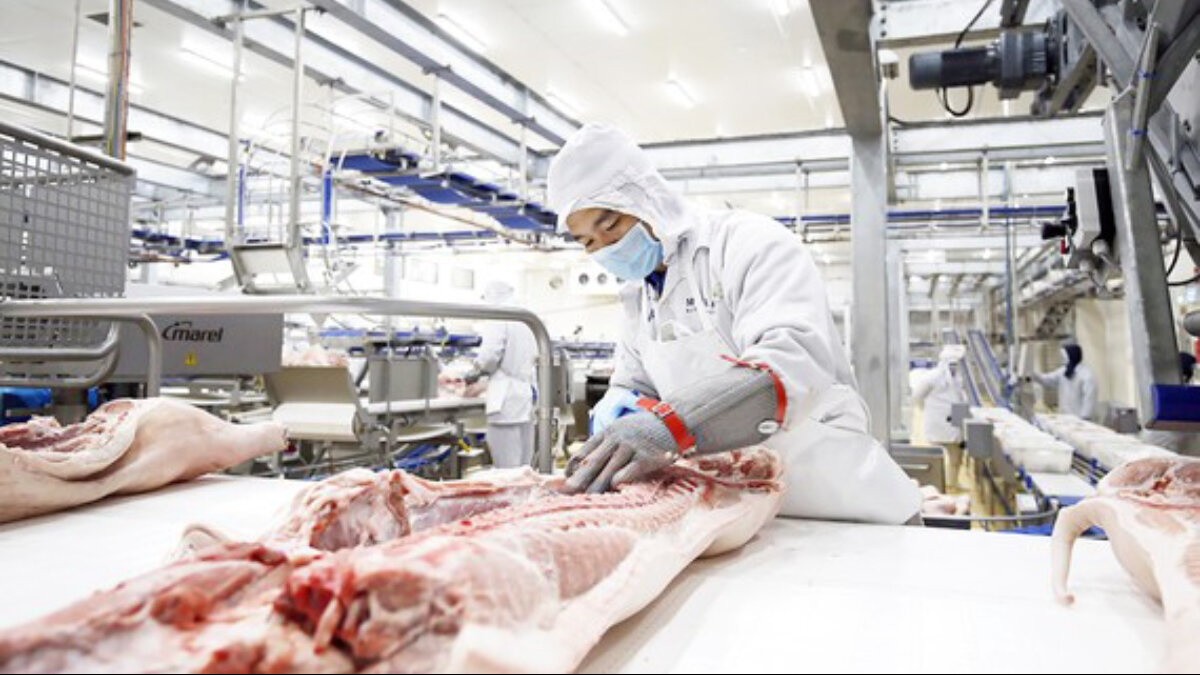 gia heo hoi hom nay 249 gia heo hoi noi da di xuong viet nam co hai loai vaccine asf