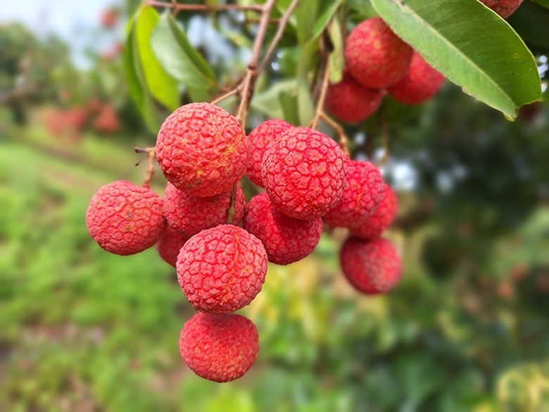 Vải thiều Lục Ngạn, Bắc Giang. (Nguồn: Đảng Cộng sản) Vải thiều Lục Ngạn, Bắc Giang. (Nguồn: Đảng Cộng sản)