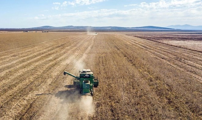 Thu hoạch đậu nành ở Nga. Ảnh: Xinhua Thu hoạch đậu nành ở Nga. Ảnh: Xinhua