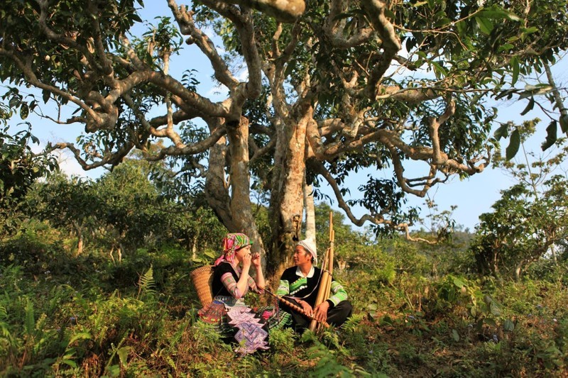 Yên Bái tổ chức lễ hội tôn vinh vùng chè Shan tuyết Yên Bái tổ chức lễ hội tôn vinh vùng chè Shan tuyết
