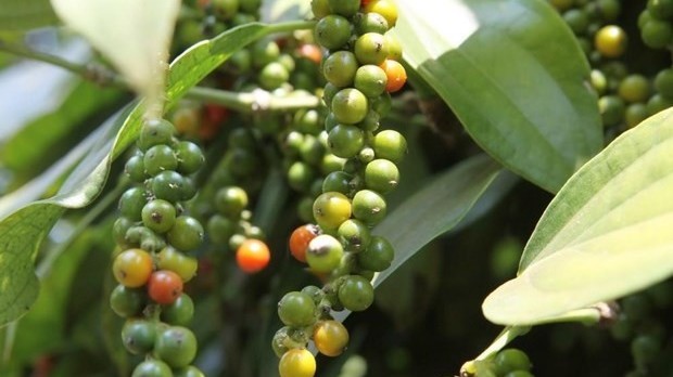 Nỗ lực xây dựng thương hiệu hồ tiêu Việt Nam vững và mạnh