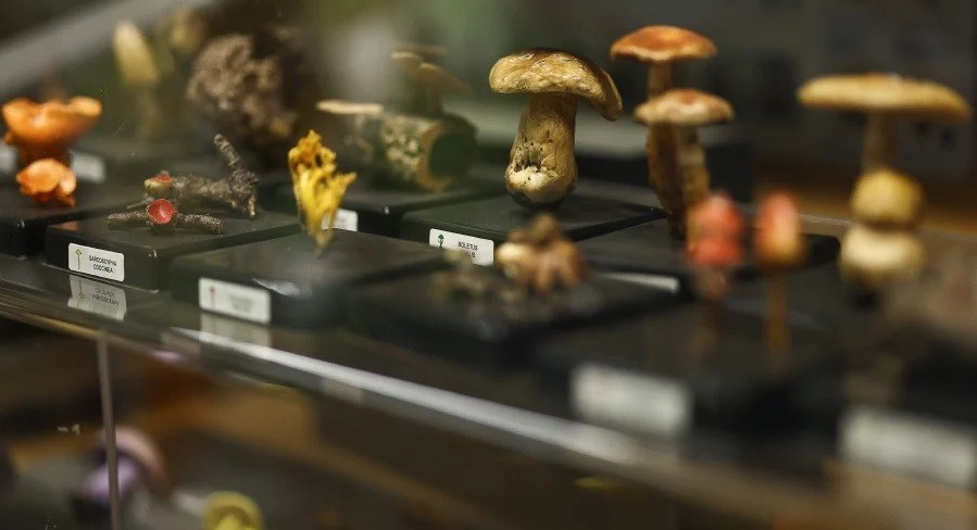 Cần hành động khẩn cấp để bảo tồn những loài thực vật chưa được định danh Cần hành động khẩn cấp để bảo tồn những loài thực vật chưa được định danh