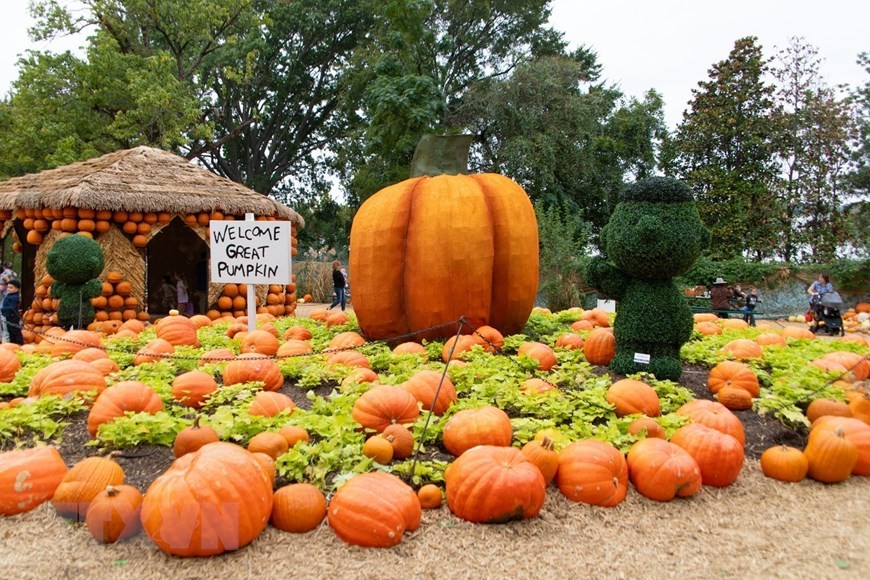 Mỹ: Ngôi làng độc đáo có những căn nhà được làm từ nhiều quả bí ngô