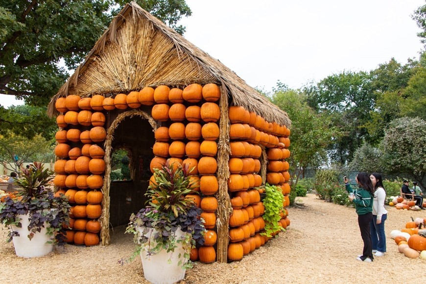 Du khách tham quan ngôi làng bí ngô tại Dallas, Texas, Mỹ. 