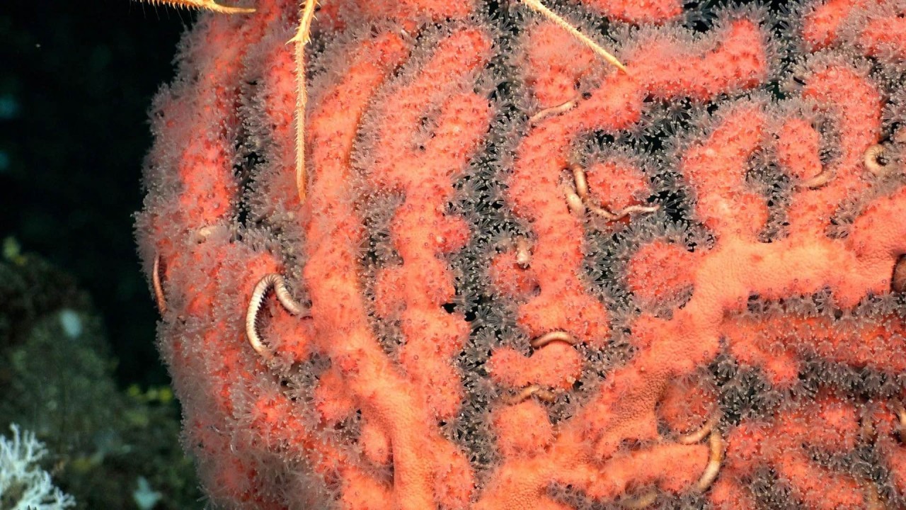 Ngắm nhìn vẻ đẹp kỳ diệu của 2 rạn san hô biển sâu mới được tìm thấy ngoài khơi quần đảo Galapagos Ngắm nhìn vẻ đẹp kỳ diệu của 2 rạn san hô biển sâu mới được tìm thấy ngoài khơi quần đảo Galapagos