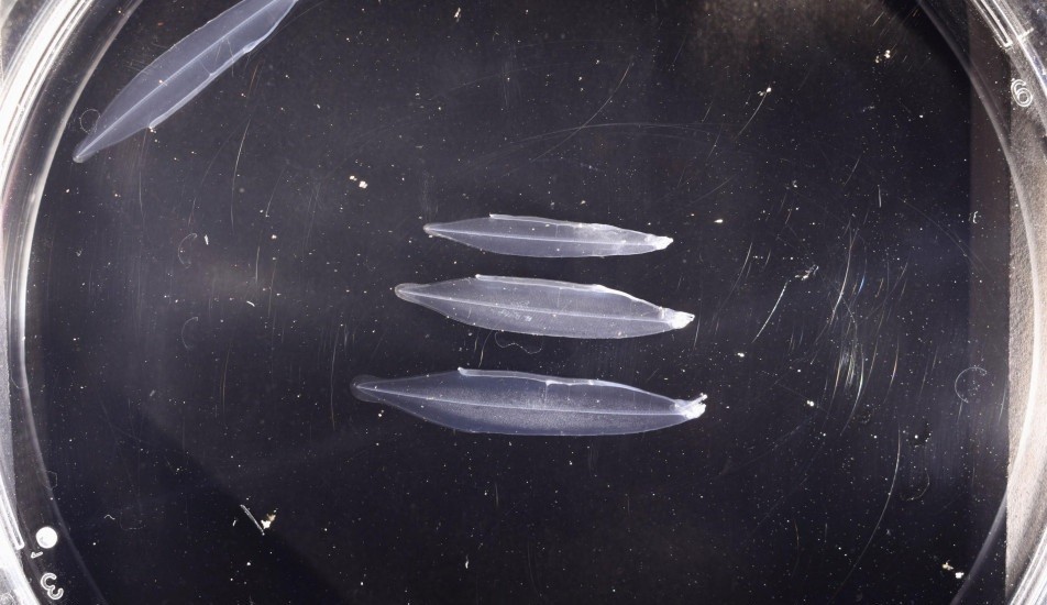 Nhật Bản nhân giống thành công loài lươn có nguy cơ tuyệt chủng