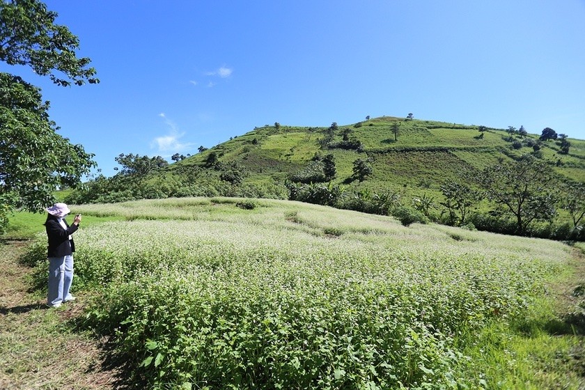 Du lịch Gia Lai: Ngắm hoa tam giác mạch khoe sắc dưới chân núi lửa Chư Đang Ya Du lịch Gia Lai: Ngắm hoa tam giác mạch khoe sắc dưới chân núi lửa Chư Đang Ya