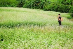 Ngắm hoa tam giác mạch khoe sắc dưới chân núi lửa Chư Đang Ya ở Gia Lai