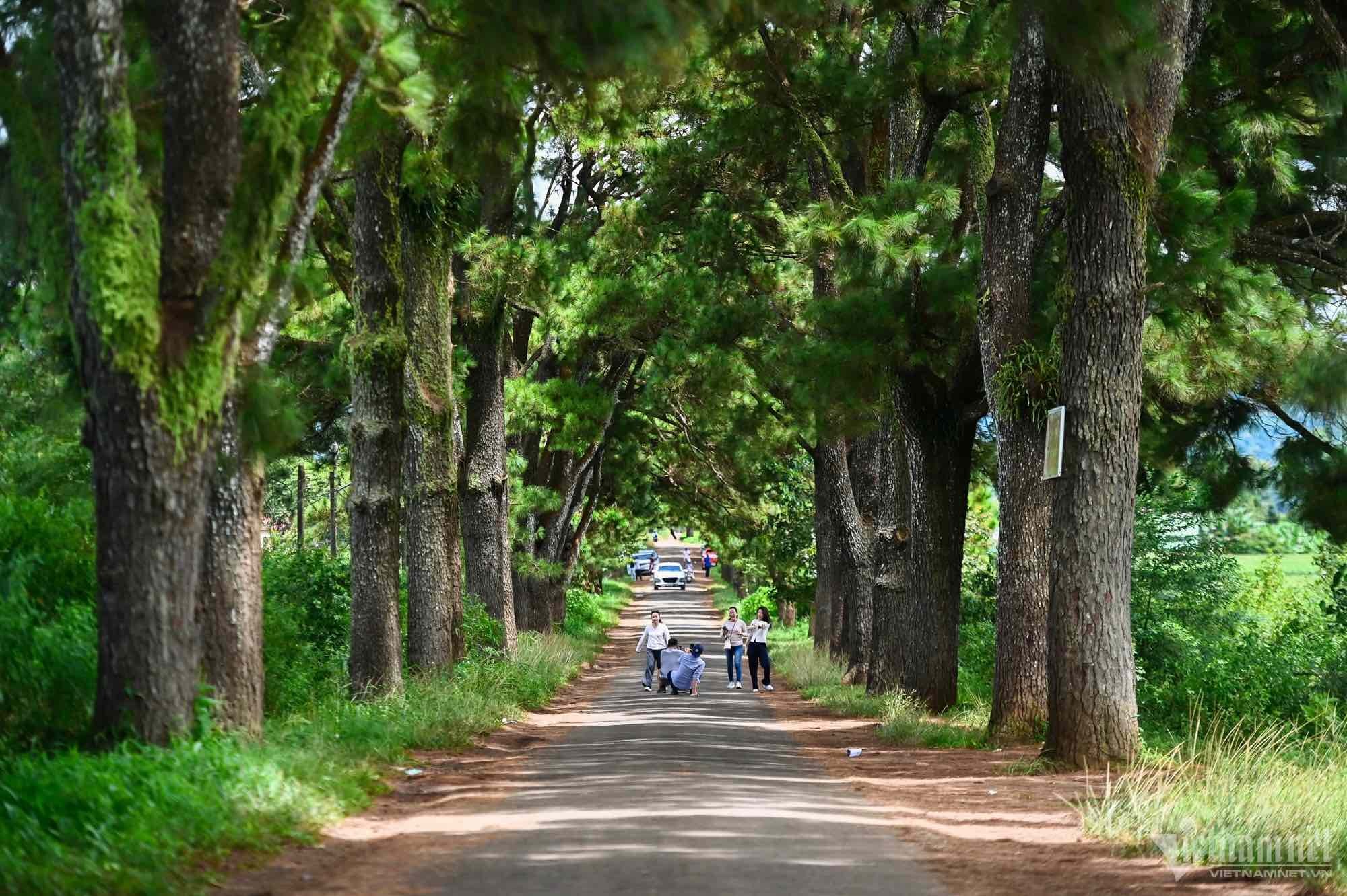 Du khách đổ về check-in đường thông đẹp thơ mộng ở Tây Nguyên