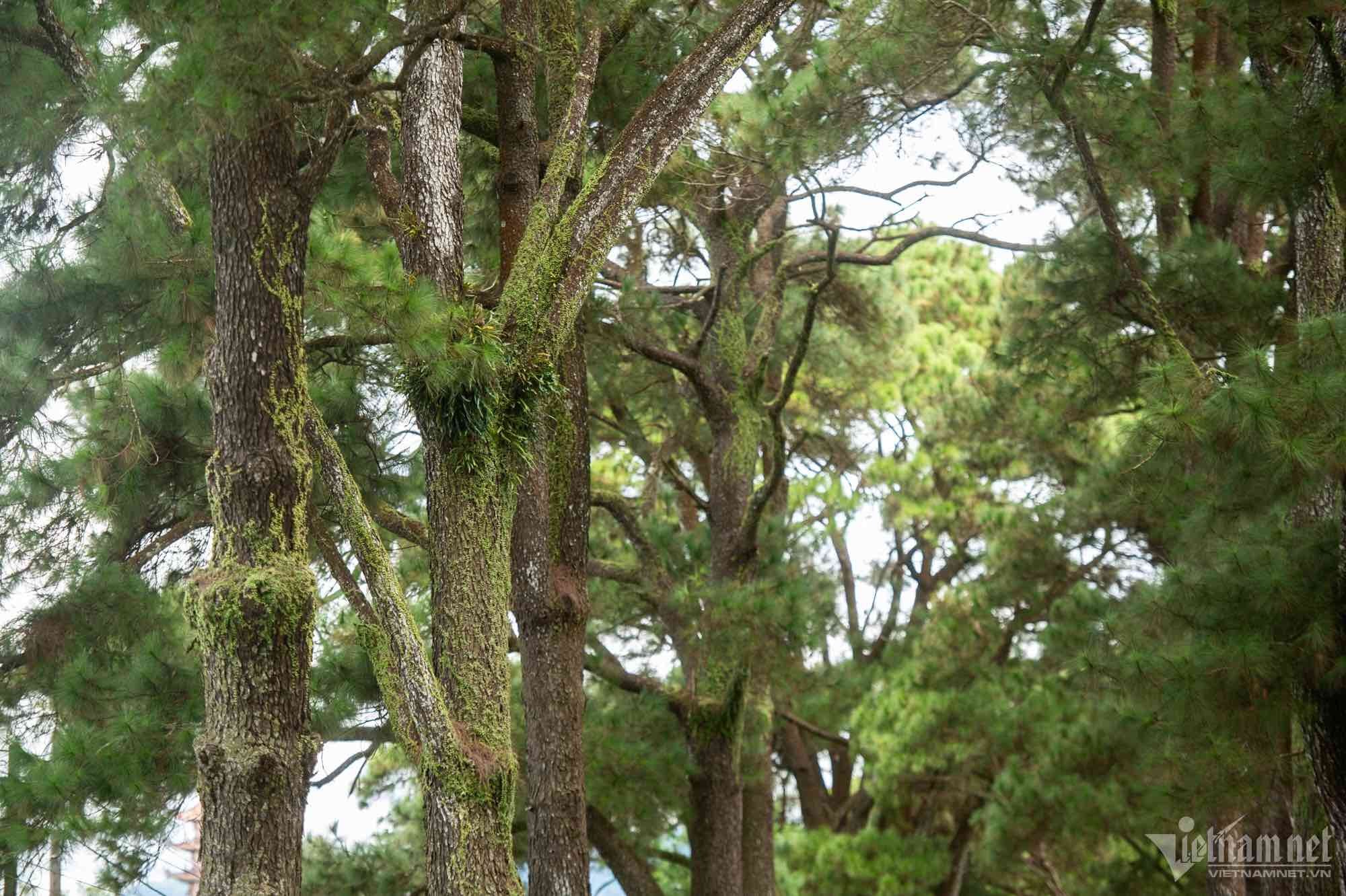 Du khách đổ về check-in đường thông đẹp thơ mộng ở Tây Nguyên