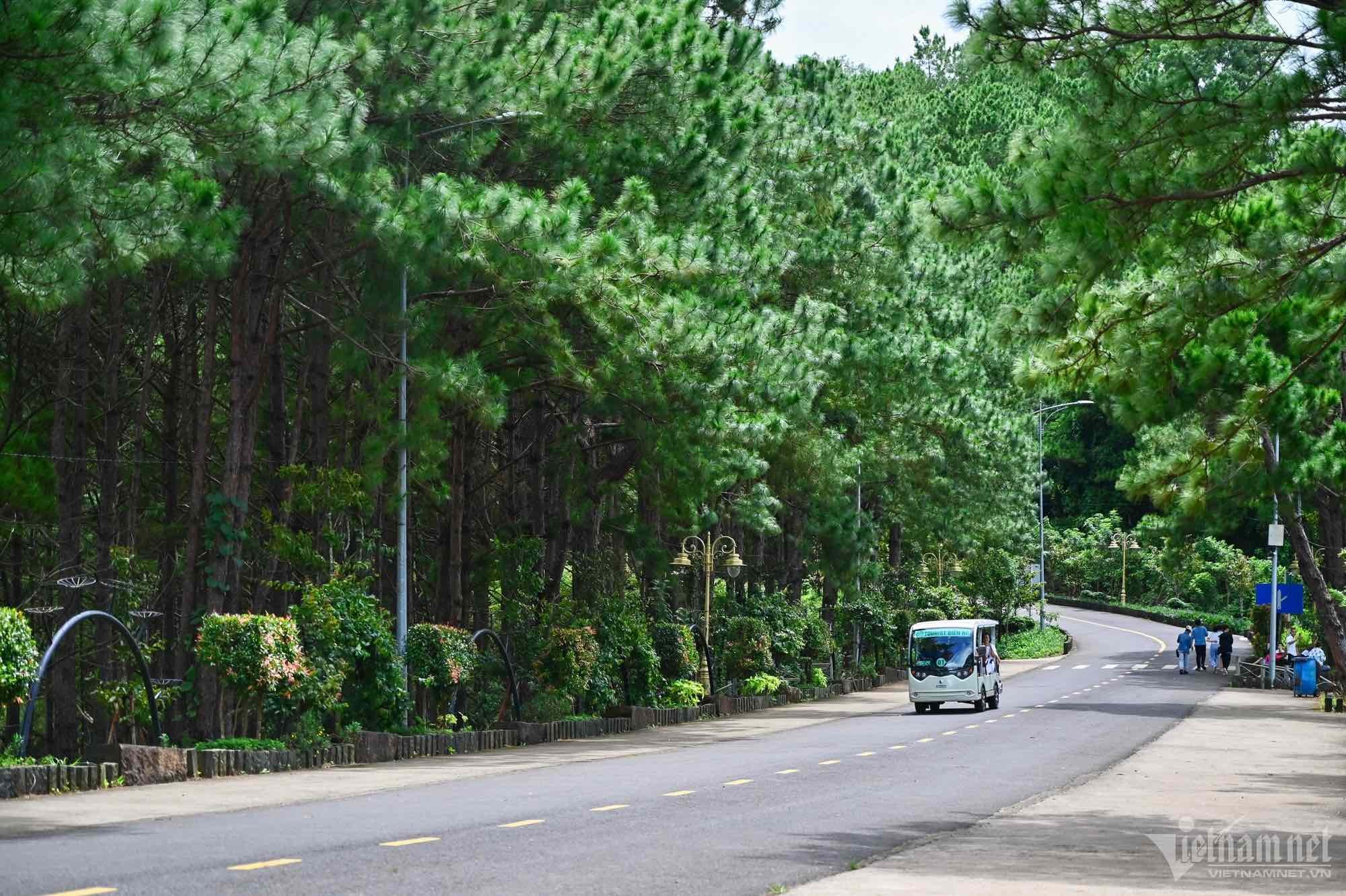 Du khách đổ về check-in đường thông đẹp thơ mộng ở Tây Nguyên