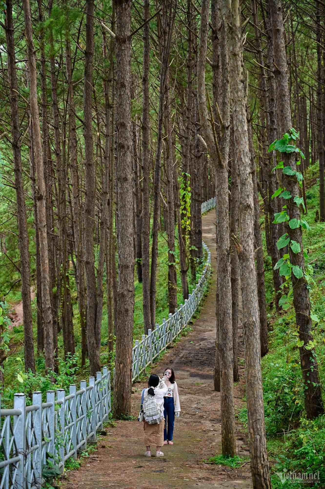 Du khách đổ về check-in đường thông đẹp thơ mộng ở Tây Nguyên